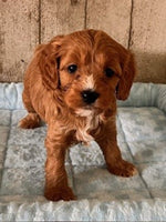 Cavapoo