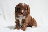 Cavapoo