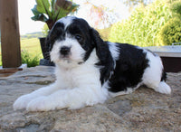 Cavapoo