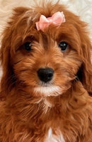 Cavapoo