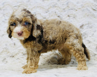 Cavapoo