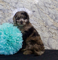 Cavapoo