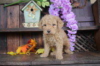 Cavapoo