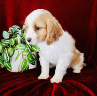 Cavapoo