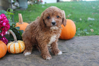 Cavapoo