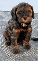 Cavapoo