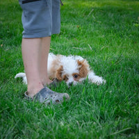 Cavapoo