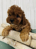 Cavapoo