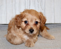 Cavapoo