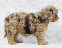 Cavapoo