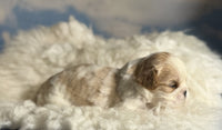 Cavapoo