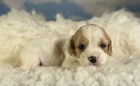 Cavapoo