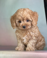  Cavapoo 