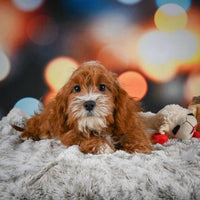 Cavapoo