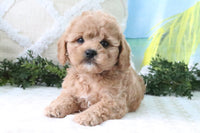Cavapoo