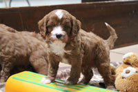 Cavapoo