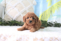 Cavapoo