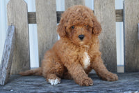 Cavapoo