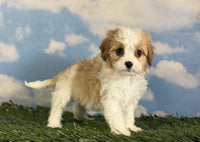 Cavapoo