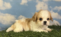 Cavapoo