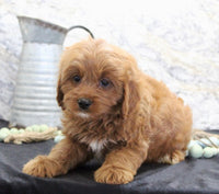 Cavapoo