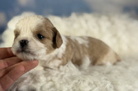 Cavapoo