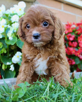 Cavapoo