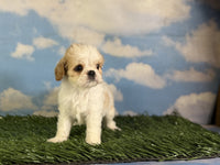 Cavapoo