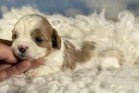 Cavapoo