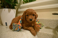 Cavapoo