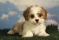 Cavapoo