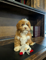 Cavapoo