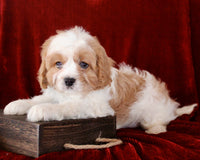 Cavapoo