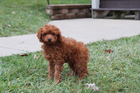 Cavapoo