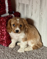 Cavapoo 
