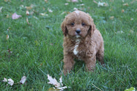 Cavapoo