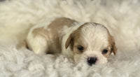 Cavapoo