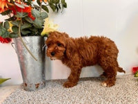 Cavapoo