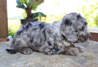 Cavapoo