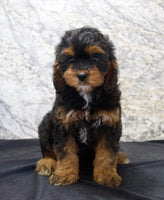 Cavapoo