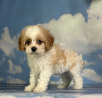 Cavapoo