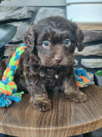 Cavapoo