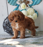 Cavapoo