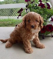 Cavapoo