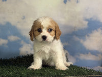 Cavapoo