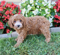 Cavapoo