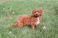 Cavapoo