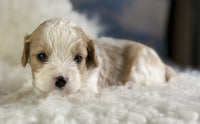 Cavapoo
