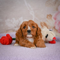 Cavapoo