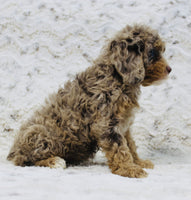  Cavapoo